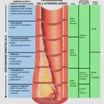 uroblog_aterosclerosi