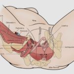 uroblog_incontinenza_urinaria