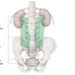 uroblog_uretere
