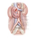 uroblog_uretere_3