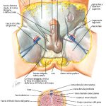 uroblog_pene_1