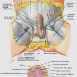 uroblog_pene_1