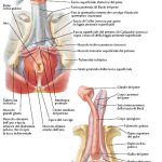 uroblog_pene_2