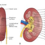 uroblog_rene