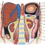 uroblog_rene_organo