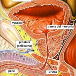 uroblog_vescica