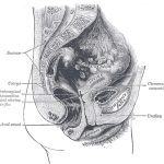 uroblog_image