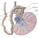 uroblog_testicolo