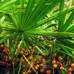 serenoa-repens-620×350