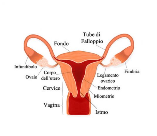 Apparato Genitale Femminile