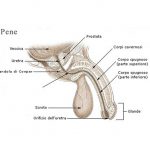 pene