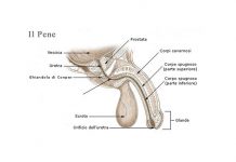 Il Pene