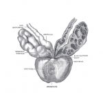 prostata