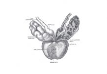 La Prostata