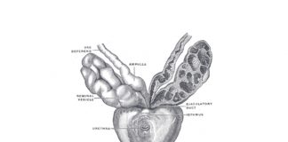 La Prostata