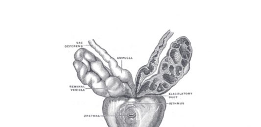 La Prostata