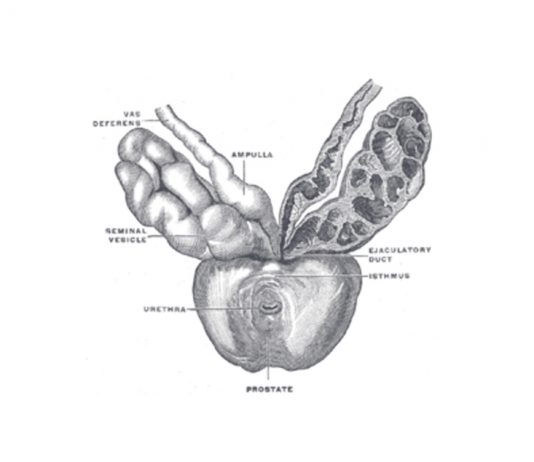 La Prostata