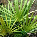 repens