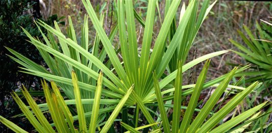La Serenoa Repens