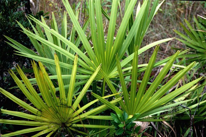 repens