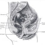 uretra