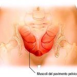 muscoli-pavimento-pelvico-perineo