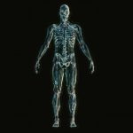 apparato-scheletrico_skeleton-1243818_1920